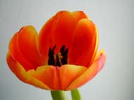 _tulip